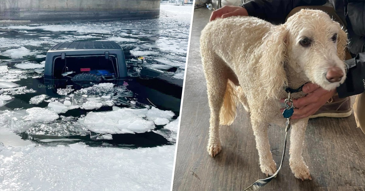 Teen jumps into icy lake to rescue 83-year-old man and dog trapped in Jeep