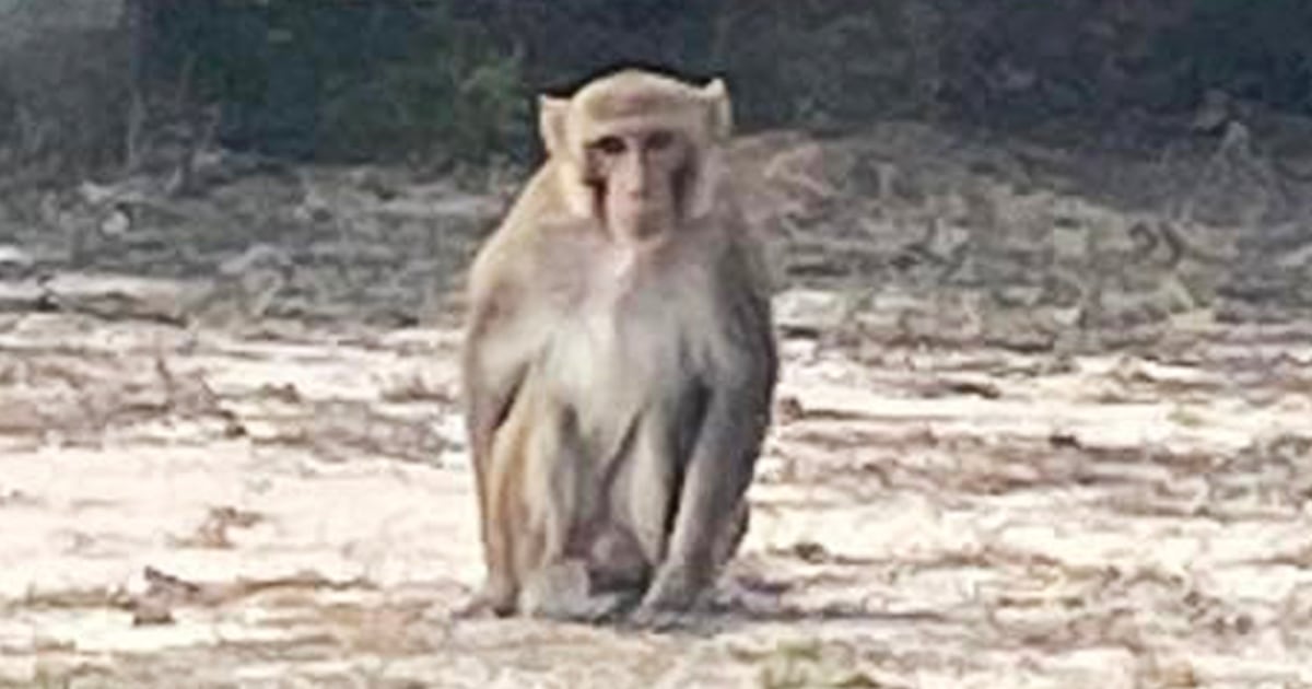 Pet monkey attacks Oklahoma woman before being shot and killed, police