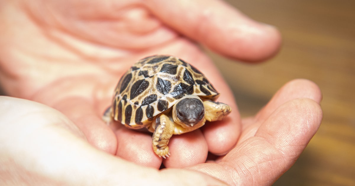 90-year-old tortoise ‘Mr. Pickles’ becomes first-time dad to 3, and their names are a dillight