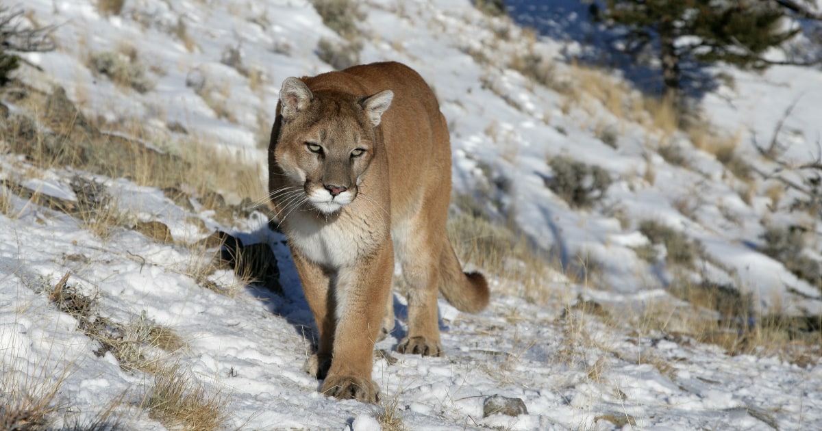 Mountain lion attacks couple relaxing in hot tub on vacation in Colorado