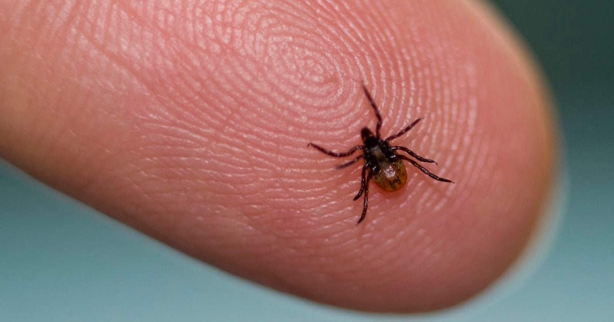 What do tick bites look like? Tips and pictures to identify them