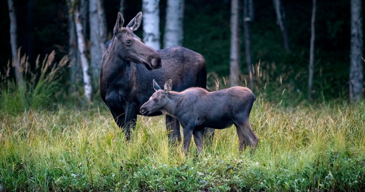Moose Attacks and Tramples Man Walking His Dogs in Colorado