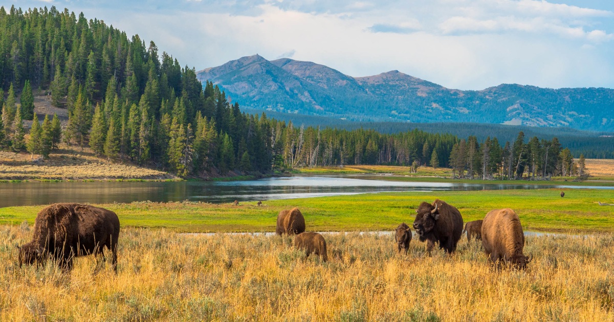 Man Gored by Bison at Yellowstone National Park. What Happened