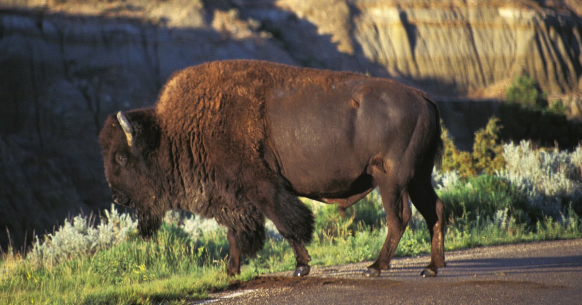 Bison attacks, seriously injures woman at North Dakota national park
