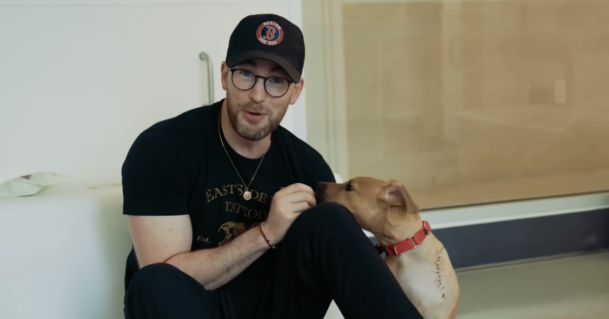 National Dog Day: Watch Chris Evans play with the cutest rescue pups