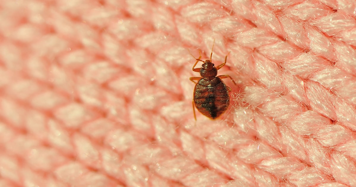 Paris Bedbugs Infestation: Can They Survive On Planes? Expert Explains