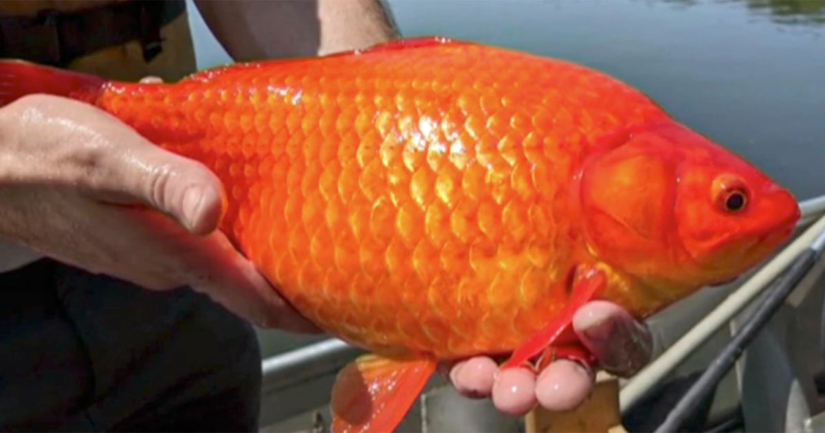 #Why Giant Goldfish Are Appearing in American Lakes