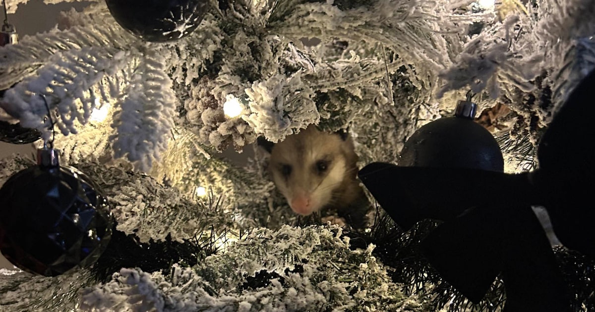 Woman Who Found Wild Opossum In Her Christmas Tree Explained What Happened 