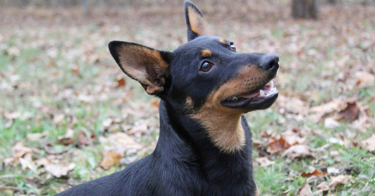 American Kennel Club Recognizes New Dog Breed, Lancashire Heeler