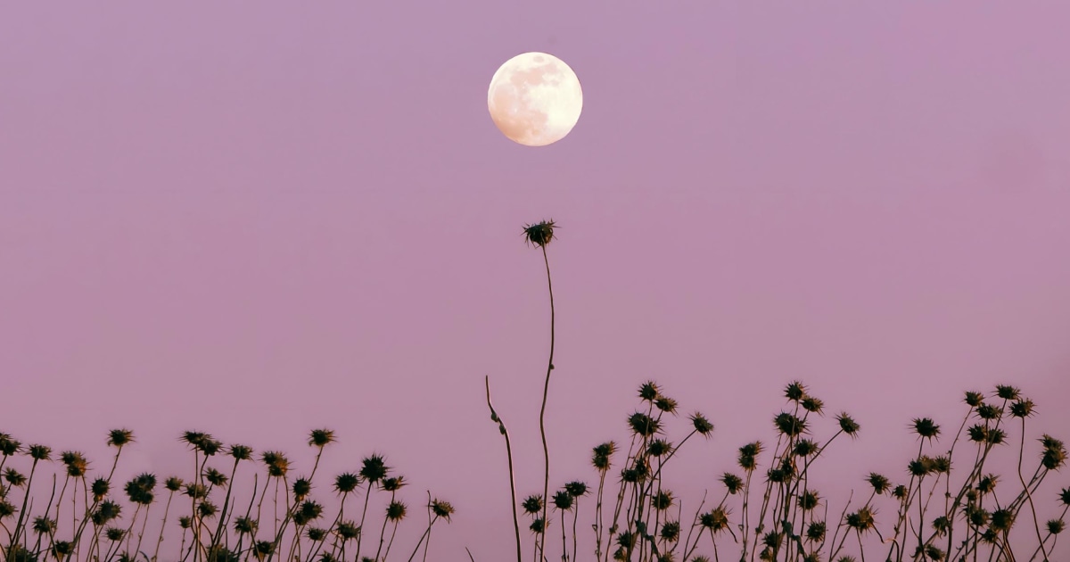 What November’s 2024’s Full Moon In Taurus Means For Your Sign