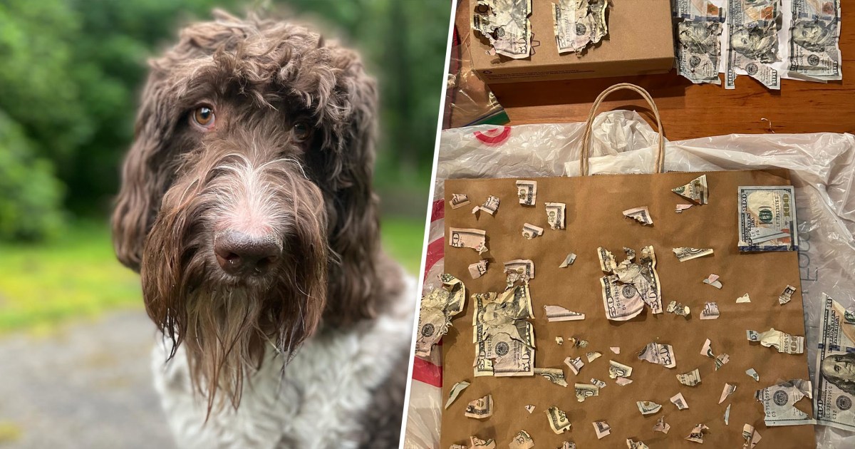 Dog Eats ,000 Cash Off Counter. How His Owners Got It Back