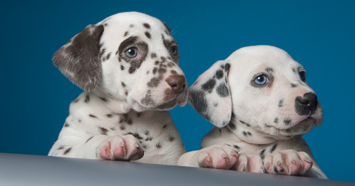 105 Cute Dog Names For Your New Pup