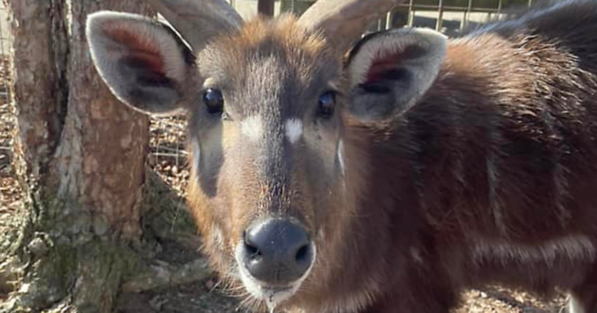 Antelope at Tennessee Zoo Chokes to Death on Squeezable Pouch