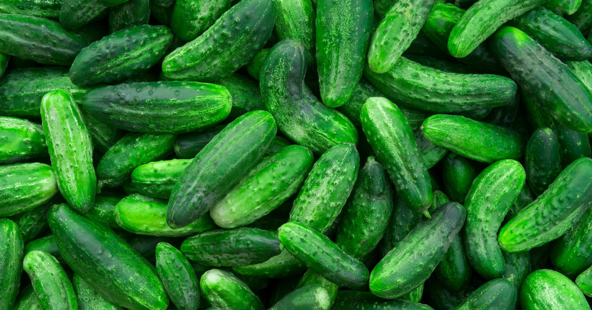 Cucumber Recall Over Salmonella Reaches 31 States Full List