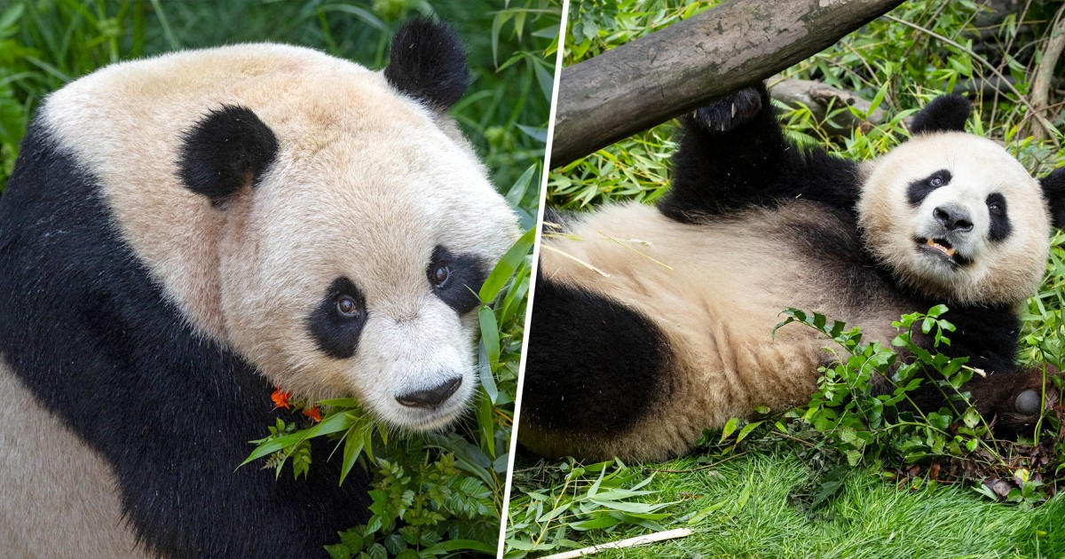 San Diego Zoo Share New Pics of Giant Pandas From China: What to Know