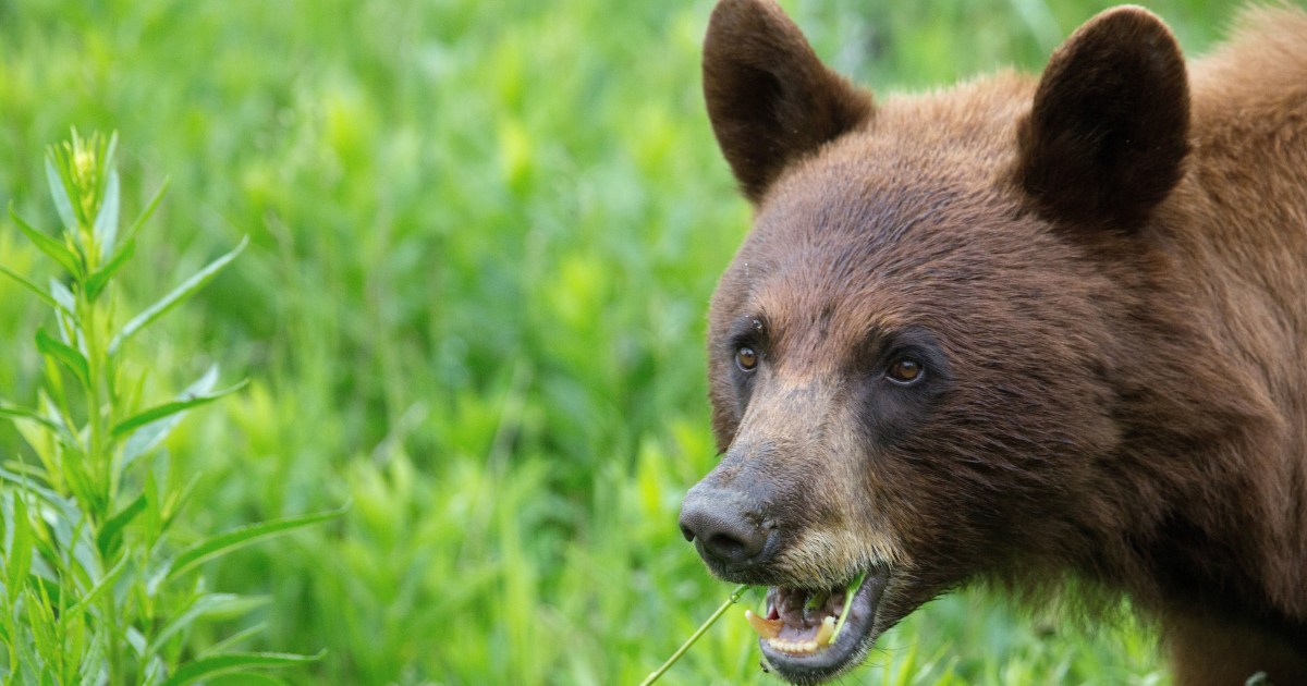 Child hospitalized after bear attacked her tent in Montana