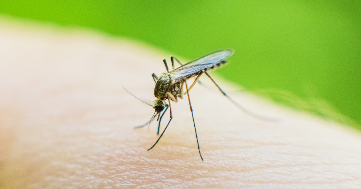 Deadly mosquito virus discovered in Massachusetts: Know these symptoms