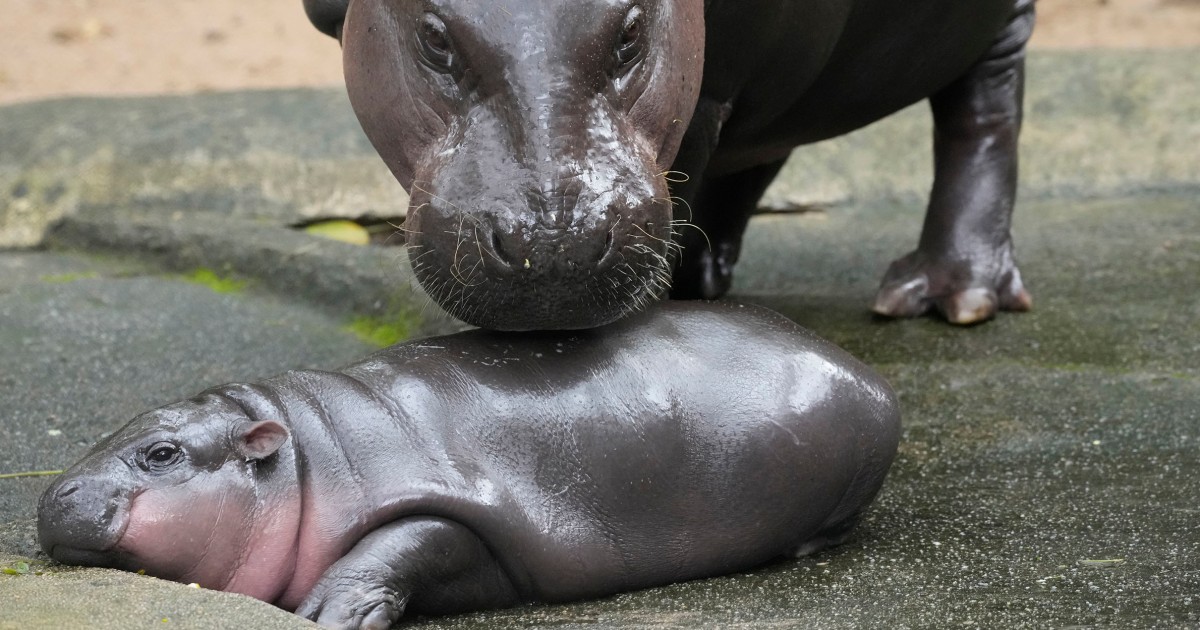 All about Moo Deng, the baby pygmy hippo in Thailand that went viral