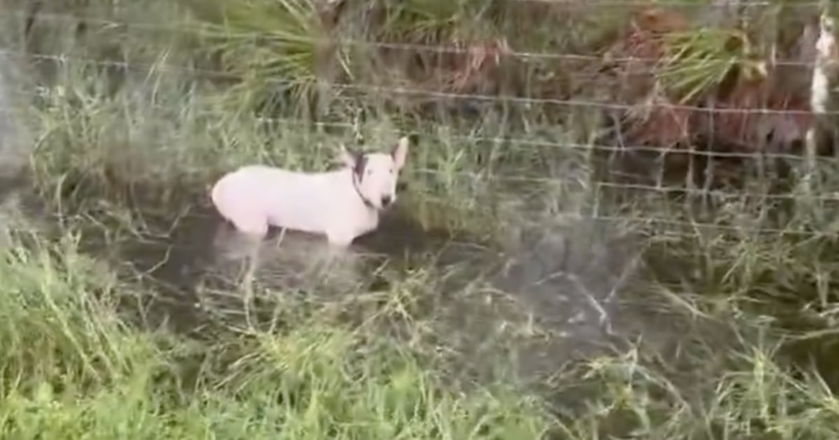 Owner Of Dog Abandoned Tied To Fence In Hurricane Milton Arrested