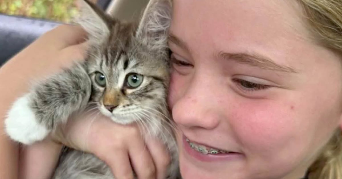 Jenna Bush Hager Reveals Name And Photos Of Family's New Kitten