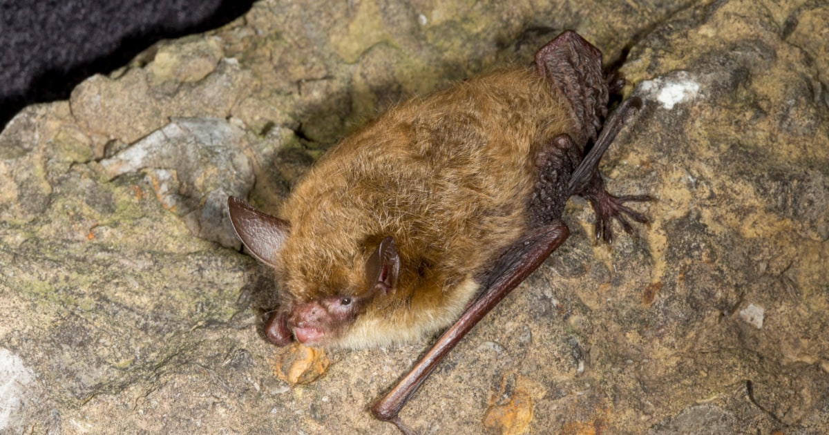 Teacher bitten by bat in classroom dies of rabies