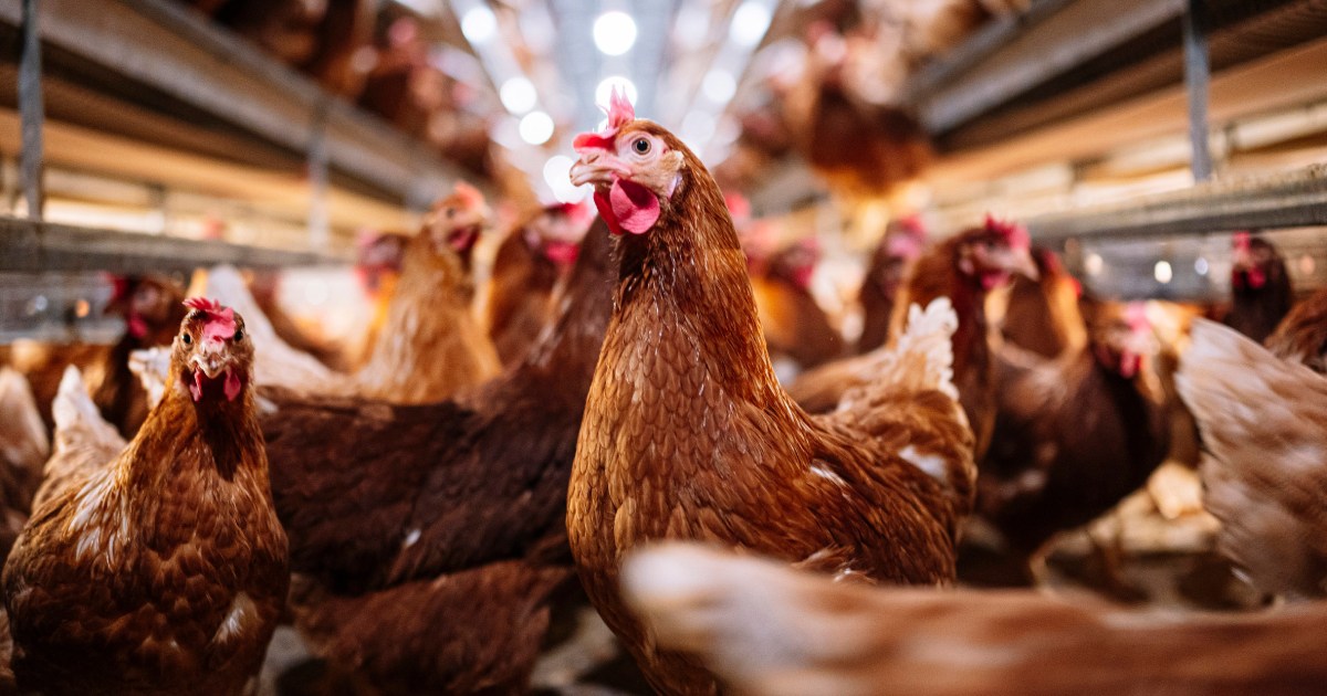 Will an avian influenza outbreak cause a pandemic or lockdown? Experts explain