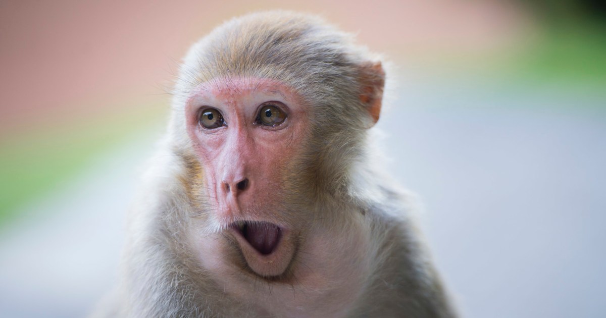 More than 40 monkeys escape facility in South Carolina