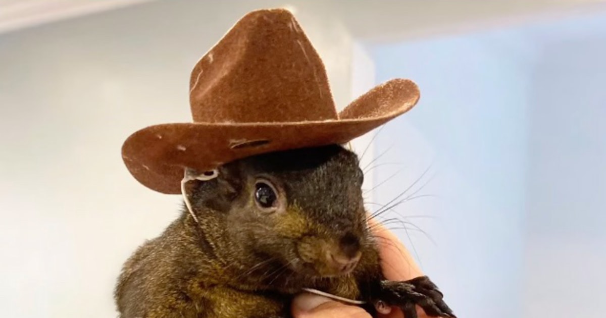 Peanut The Squirrel Controversy, Explained