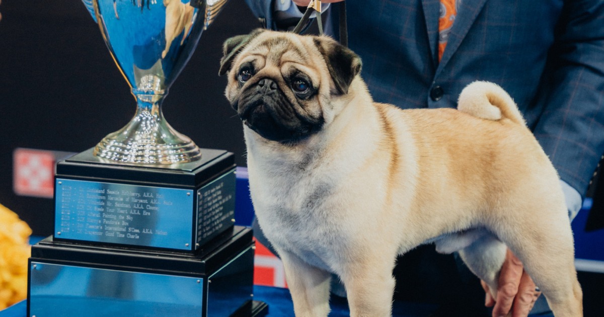 2024 National Dog Show Winner: Meet Vito