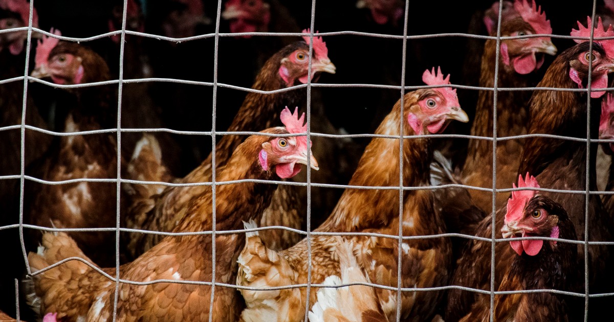 How Deadly Is Bird Flu? Experts Explain Mortality Rate & Other Risk Factors