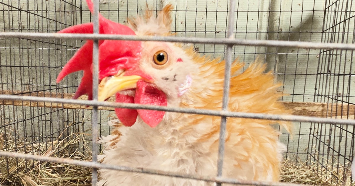 Top doctors warn about bird flu virus spread and pandemic concerns
