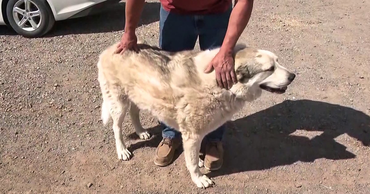 Dog Rescues 2-Year-Old Boy Lost in Arizona Wilderness