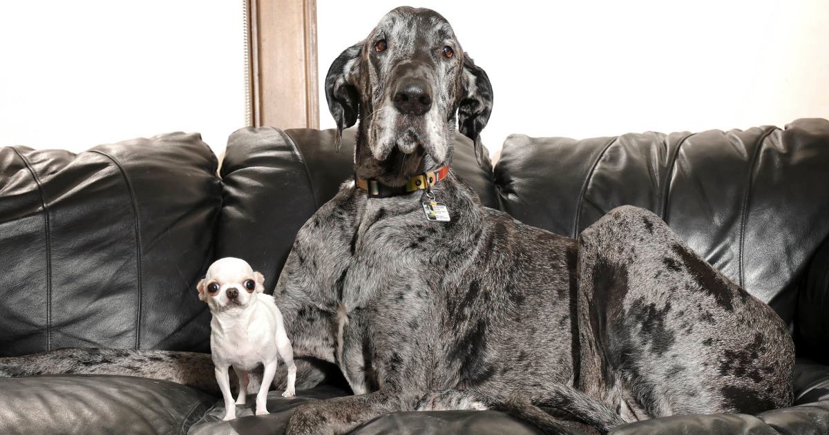 Y★★620 メイヤー ダルメシアン置物 PIT THE MASSIVE DOG Y620 メイヤー ダルメシアン置物 PIT THE MASSIVE DOG Y620 メイヤー