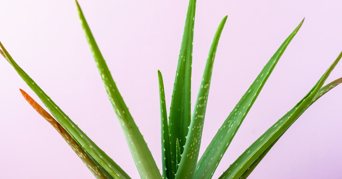Can aloe vera juice boost your skin and gut health? A dietitian and doctor weigh in