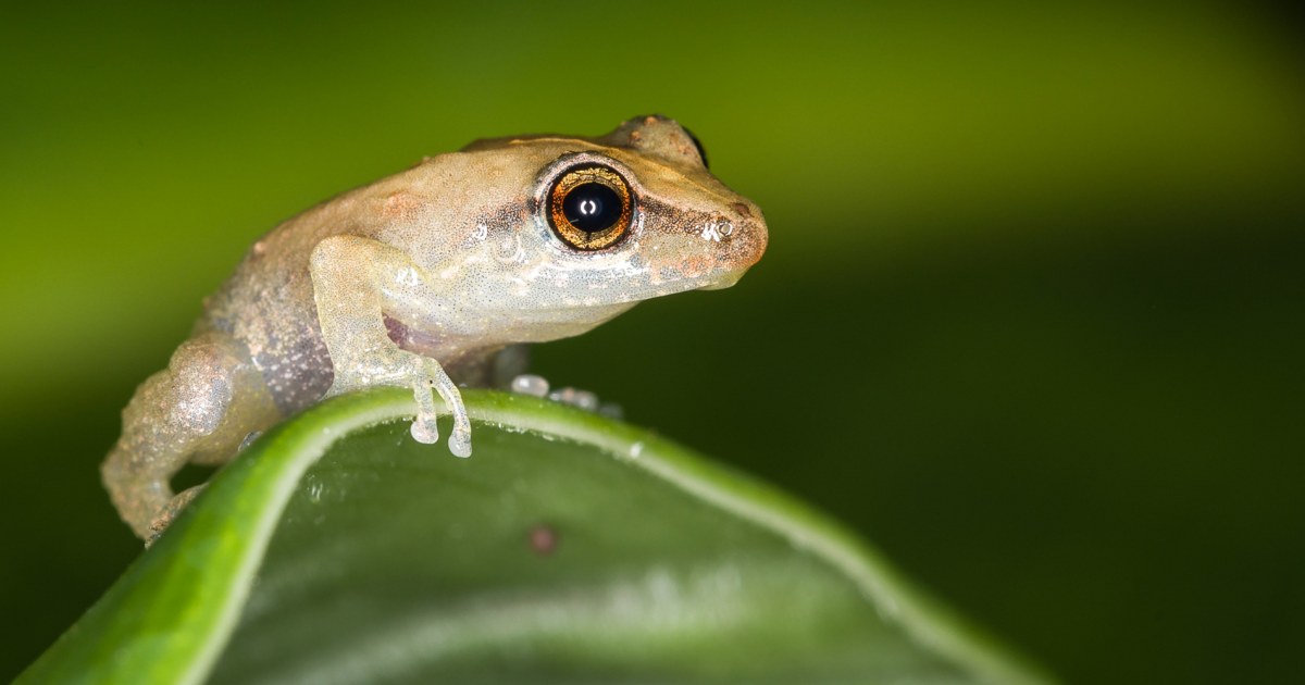 Puerto Rican Coquí Frogs Are Loud. Islanders Want to Keep It That Way.