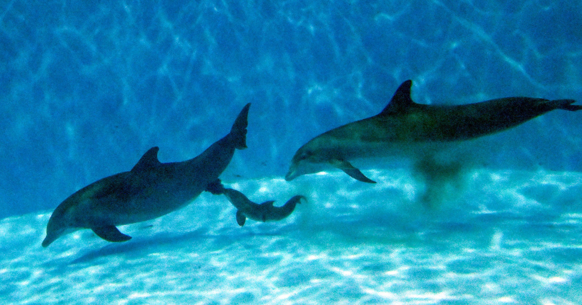 Baby Dolphin Dies Just Days After Video of Its Birth Went Viral