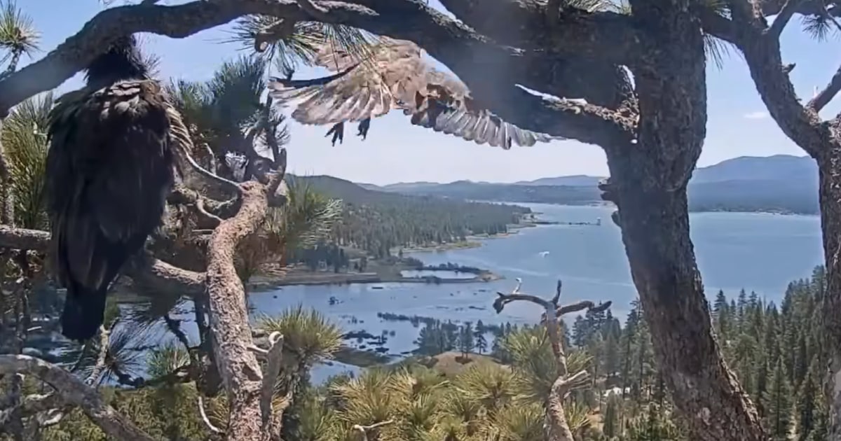 Sunny Takes Flight! First Big Bear Eaglet Leaves the Nest