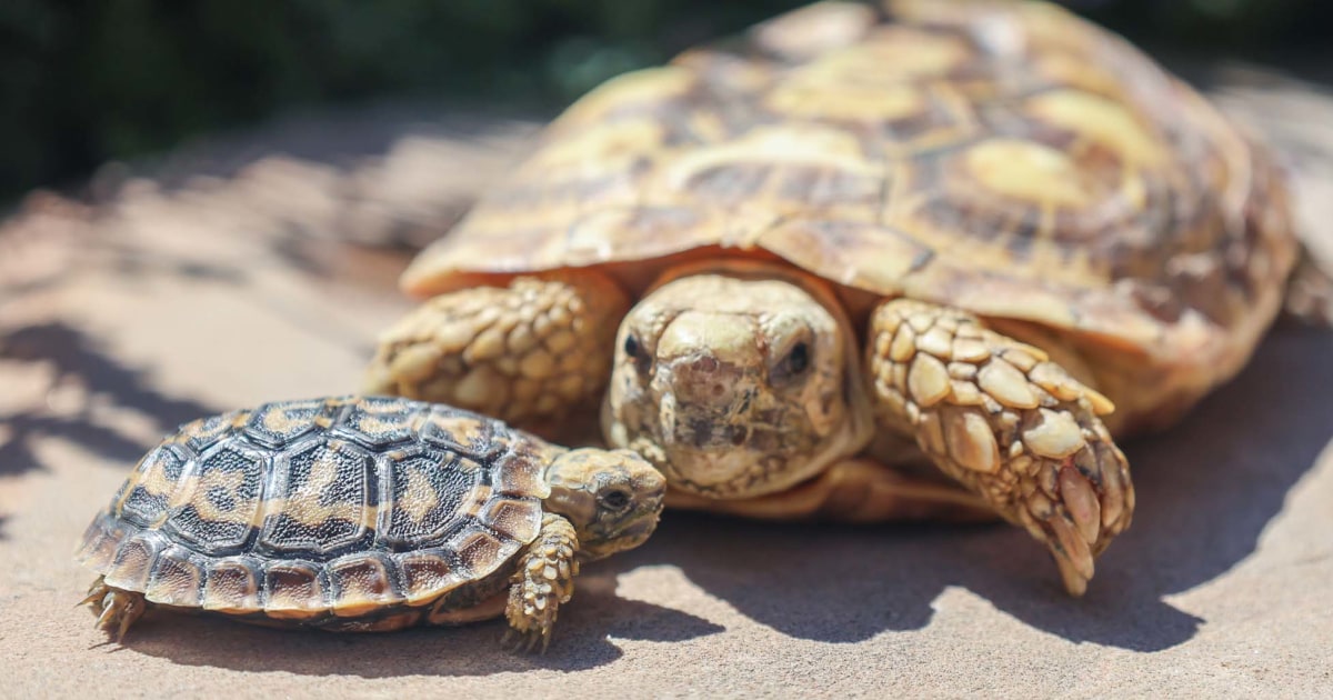EXCLUSIVE: Denver Zoo Needs Help Picking a Punny Name for Baby African Pancake Tortoise