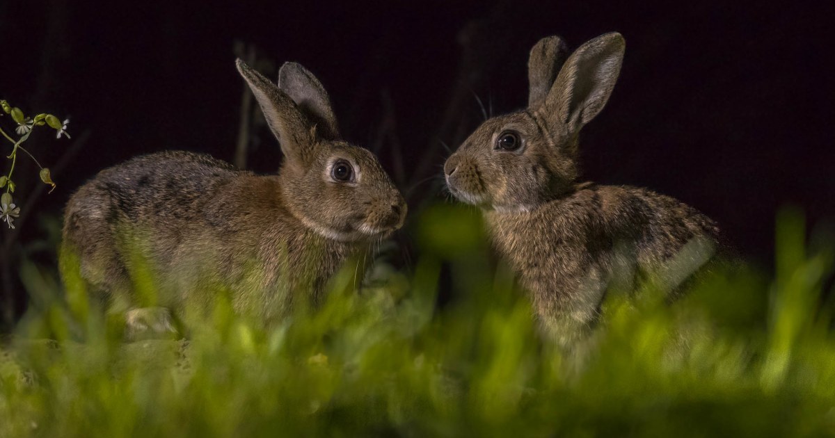 Viral Video of Bunnies Jumping on a Trampoline Sparks AI Concern ...