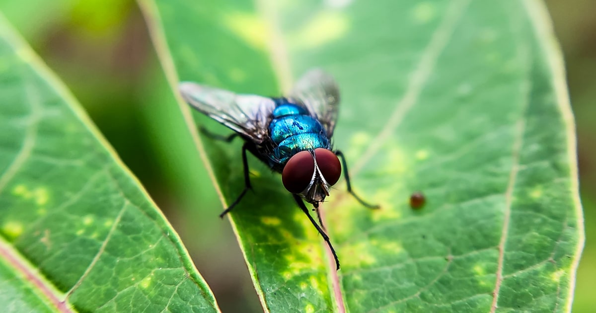 Maryland Confirms 1st Human Case of Flesh-Eating Screwworm in US. What Are the Symptoms?