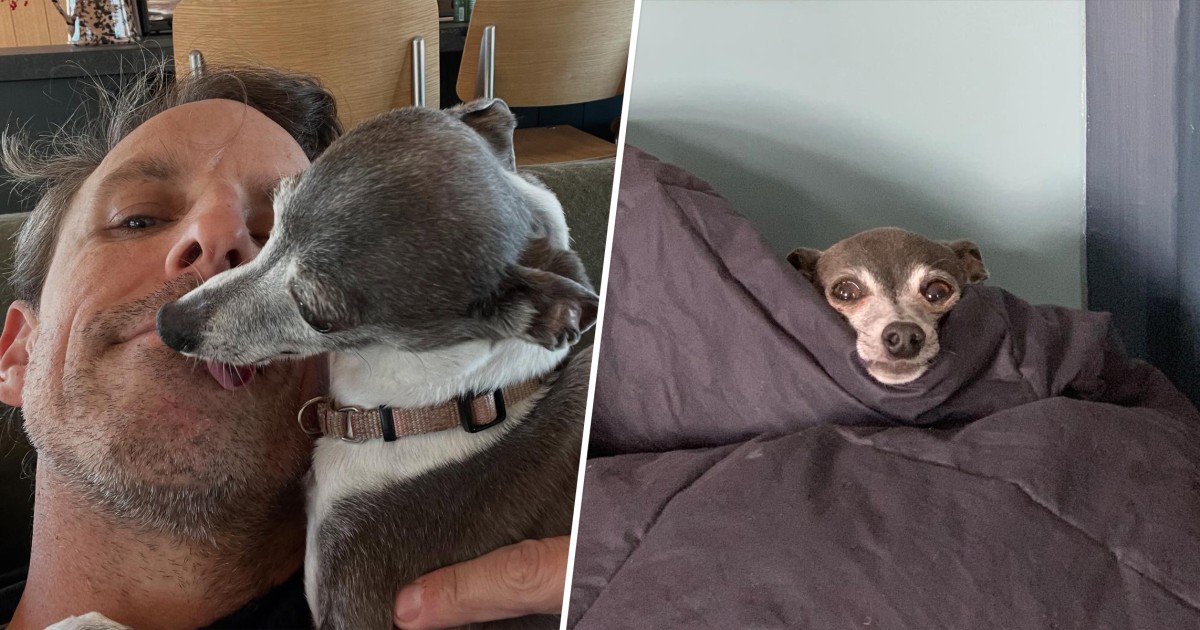 Seth Meyers' Dog Frisbee Dies: 'Thanks for 14 Amazing Years, Girl'