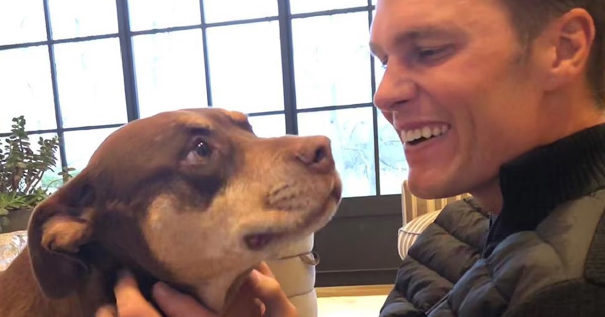 Tom Brady Cloned His Dog. Here’s How Much it Cost — and How to Do It Yourself