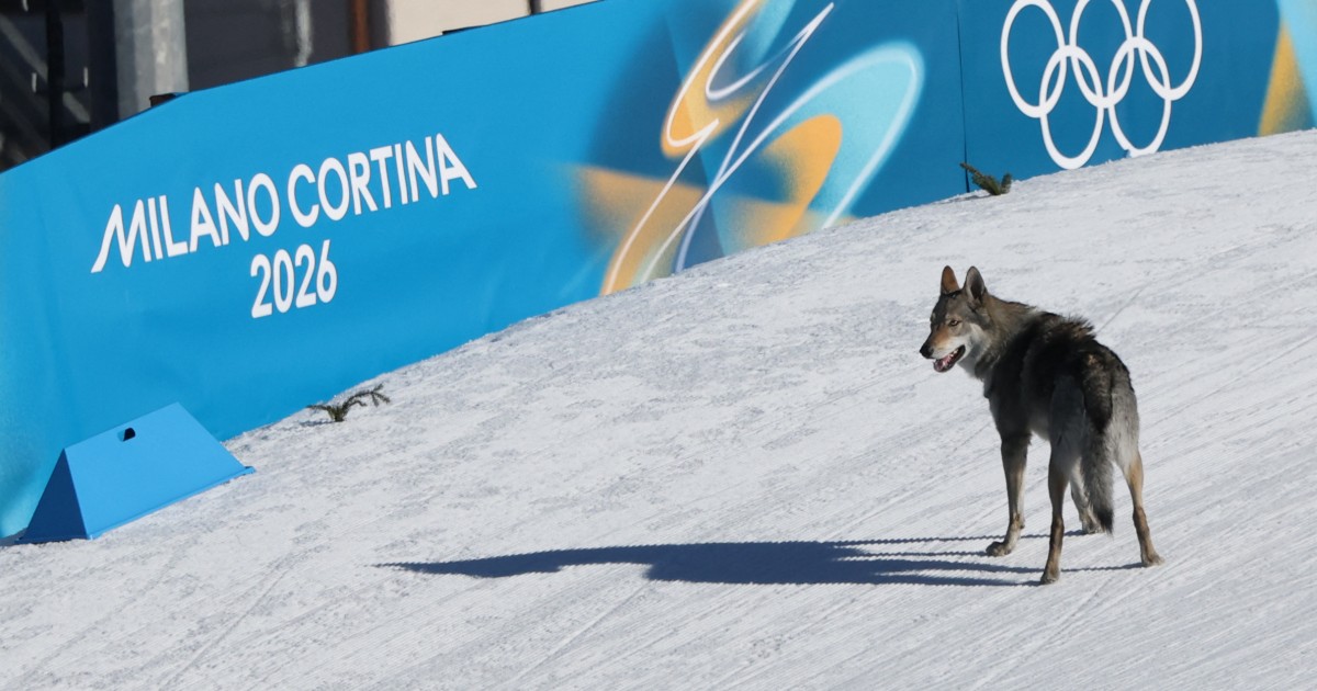 Dog Crashes Olympics Cross-Country Race, Gets the 'Biggest Cheer of the Day' When He Crosses Finish Line