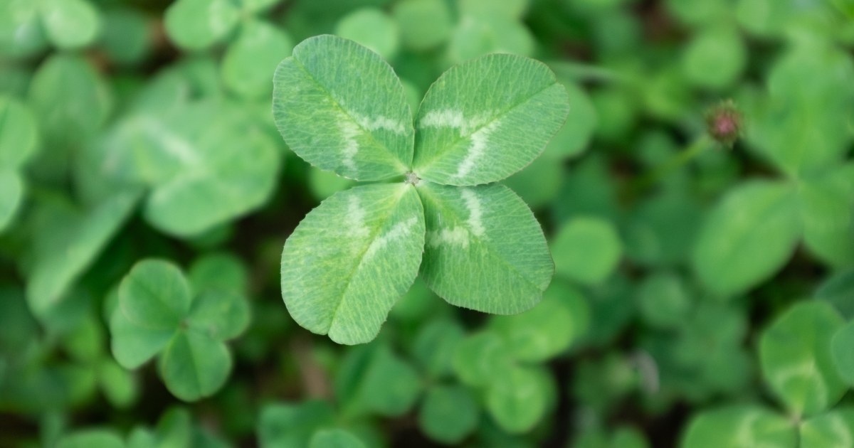 55 Irish Blessings for Luck, Love and Good Fortune