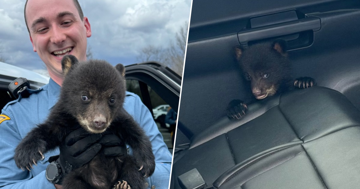 It's im-paws-ible not to say, 