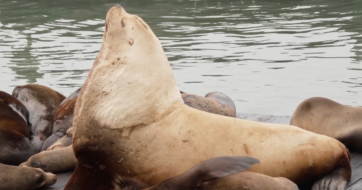 A Massive Sea Lion Named Chonkers Is Becoming a Lovable Star in San Francisco