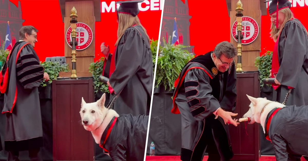 Service Dog Gets Her Own Diploma at Commencement and It’s Pawsitively Adorable