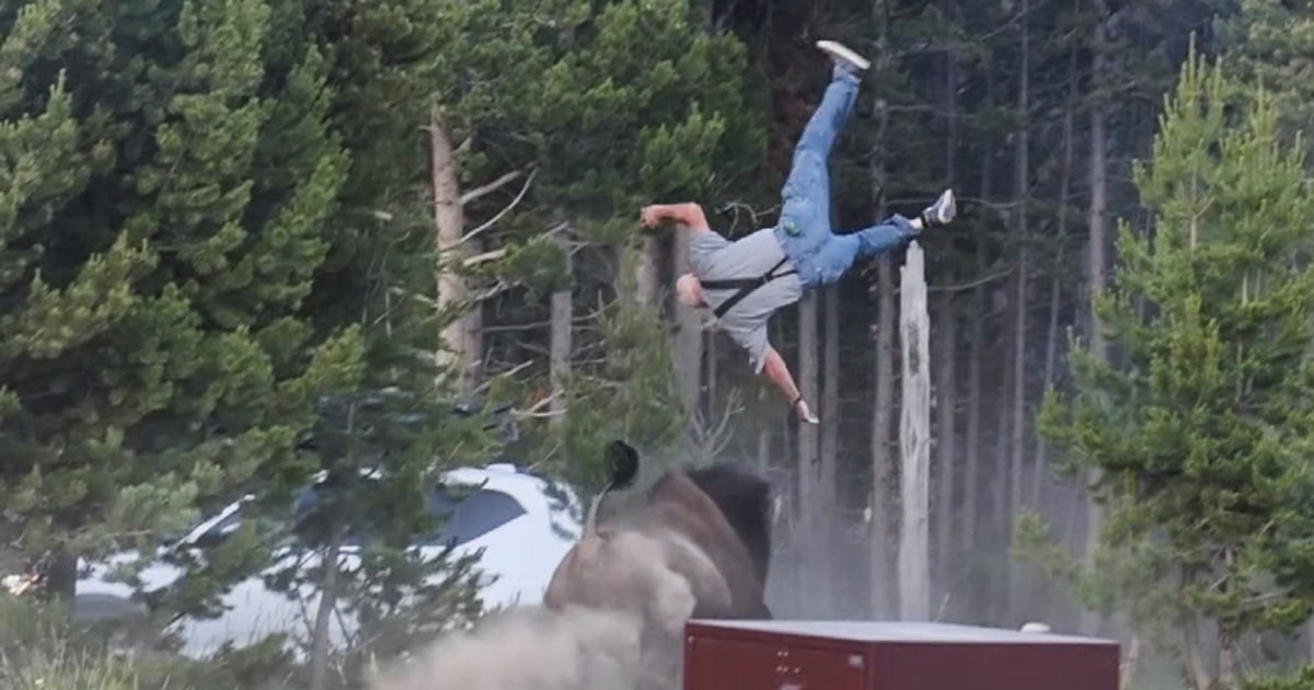 Bison Throws a Grandfather 8 Feet in the Air at Yellowstone National Park. What Happened?