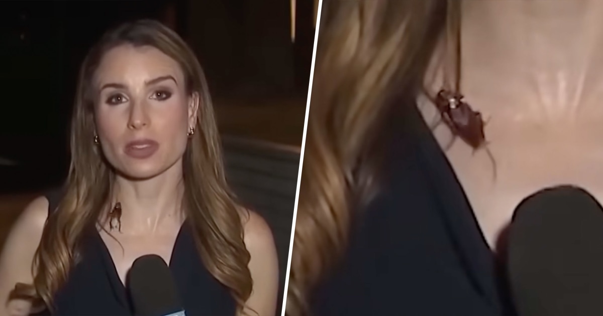 Cockroach Lands on Reporter During Live Report. She Keeps Her Cool