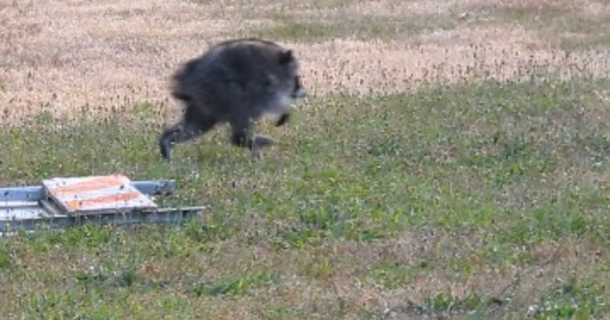 Seattle Darling Jimothy The Raccoon Has Scampered Into Hearts Across